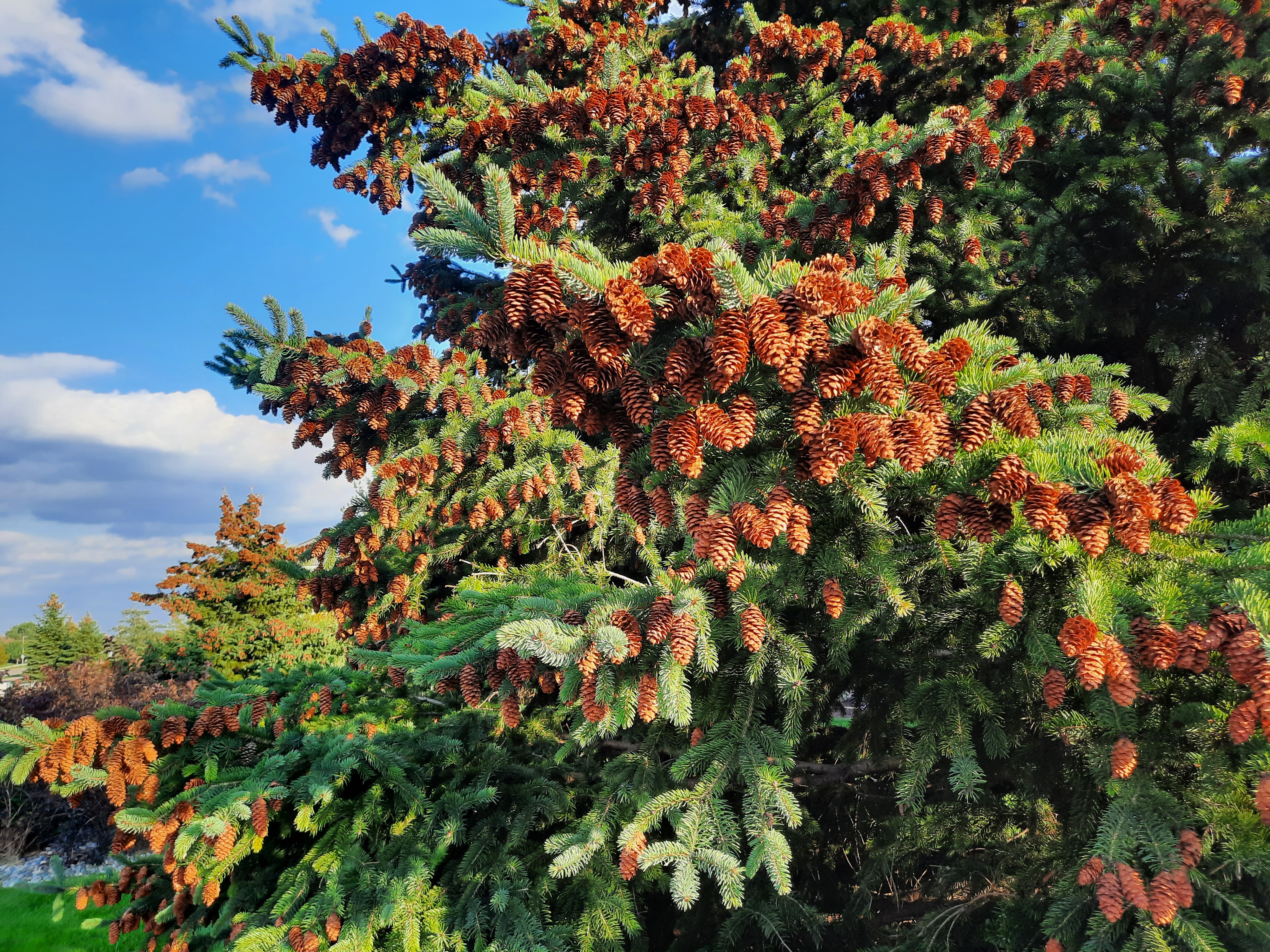 Lots of cones on a white spruce.